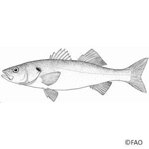 Sea Bass (Dicentrarchus Labrax)
